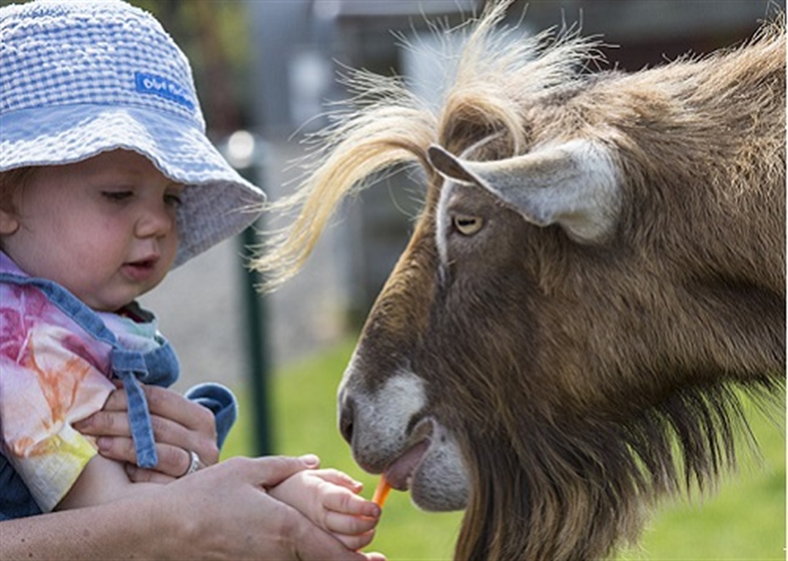 Farm tour holiday activity