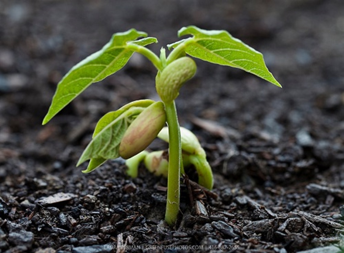 vegetable seedling