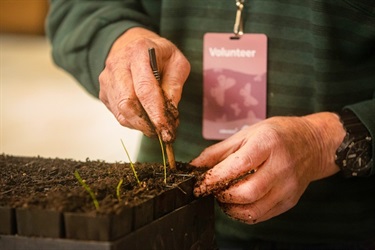 Older hands in soil gardening