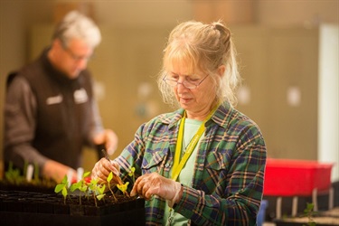 Older woman in nursery tending to seedlings