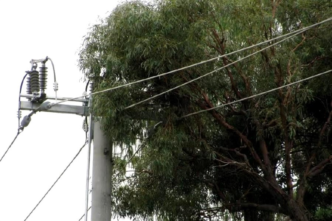 Notice: tree pruning works around overhead powerlines