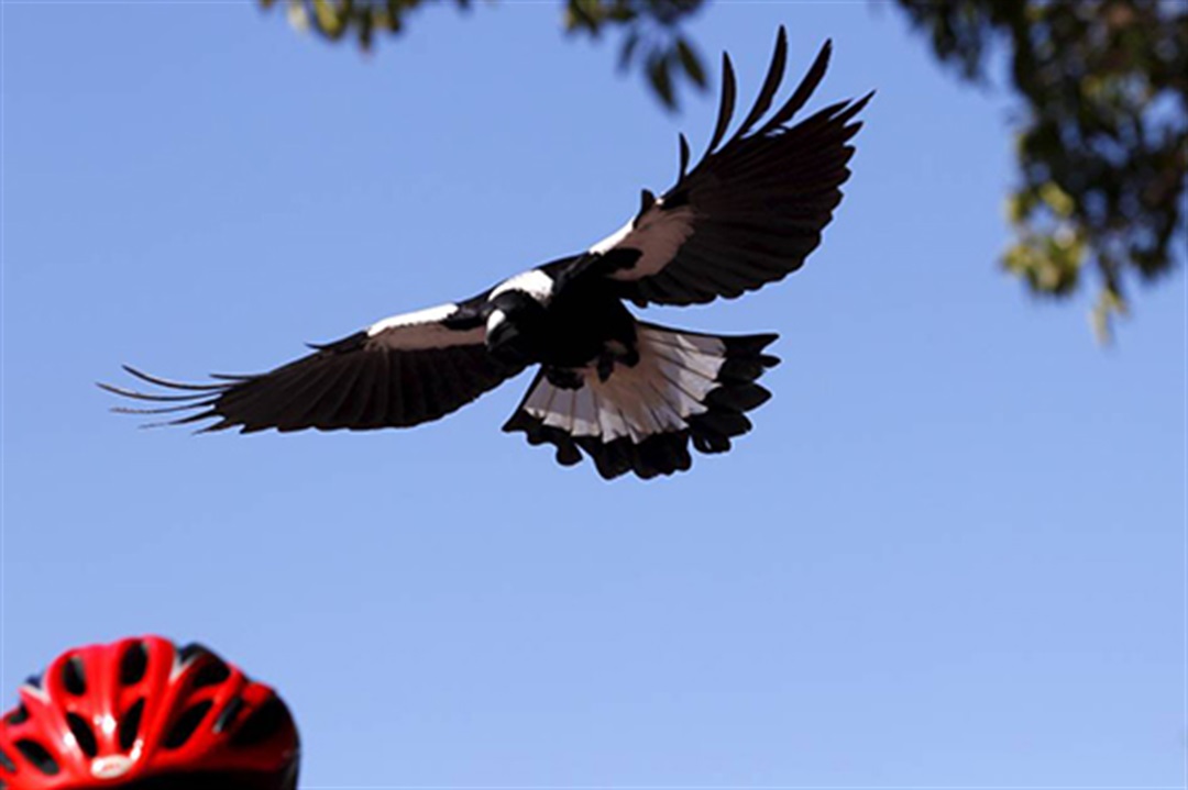 Swooping bird season again