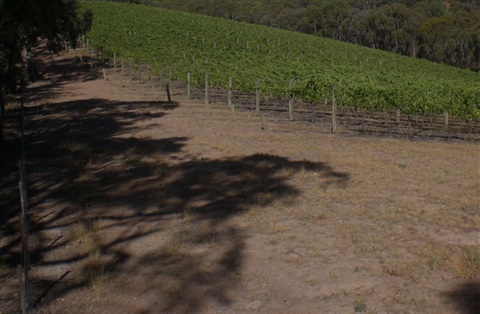 A winery with grape vines on the side of a hill