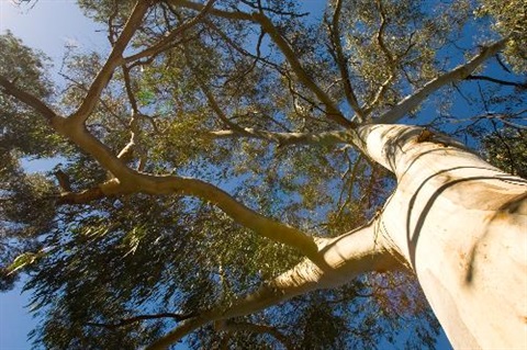 Looking-up-to-the-tree