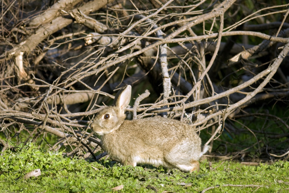 A wild rabbit is sitting on grass under some tree branches. It's night time.