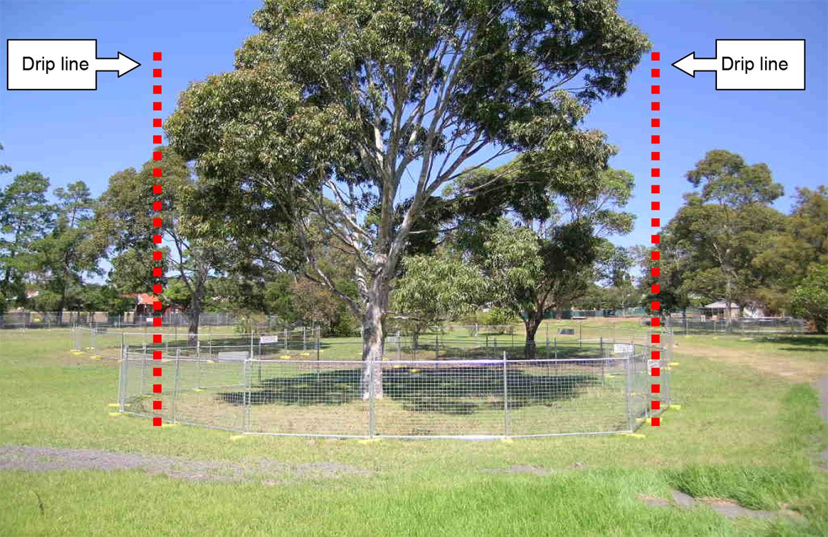 A large tree is in the middle of a field. Red lines are drawn from the edge of the tree canopy to the ground. A temporary fence is set up around the tree where the red line meets the ground.