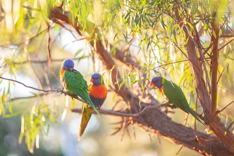 An image of three rosellas sitting in a tree 