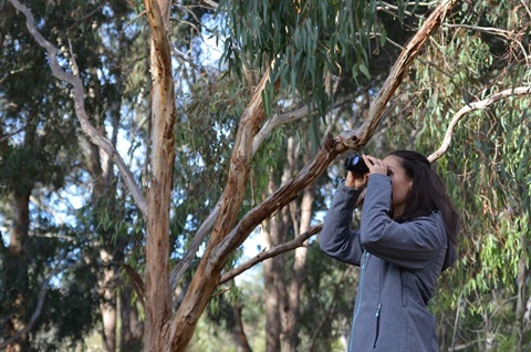 This is an image of a person using binoculars to look for birds