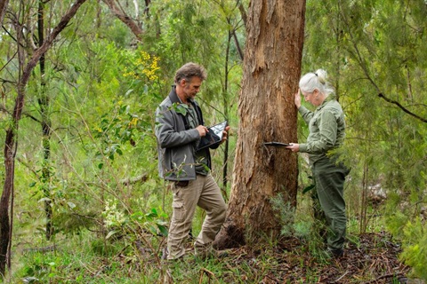 This is a picture of two people looking at a tree