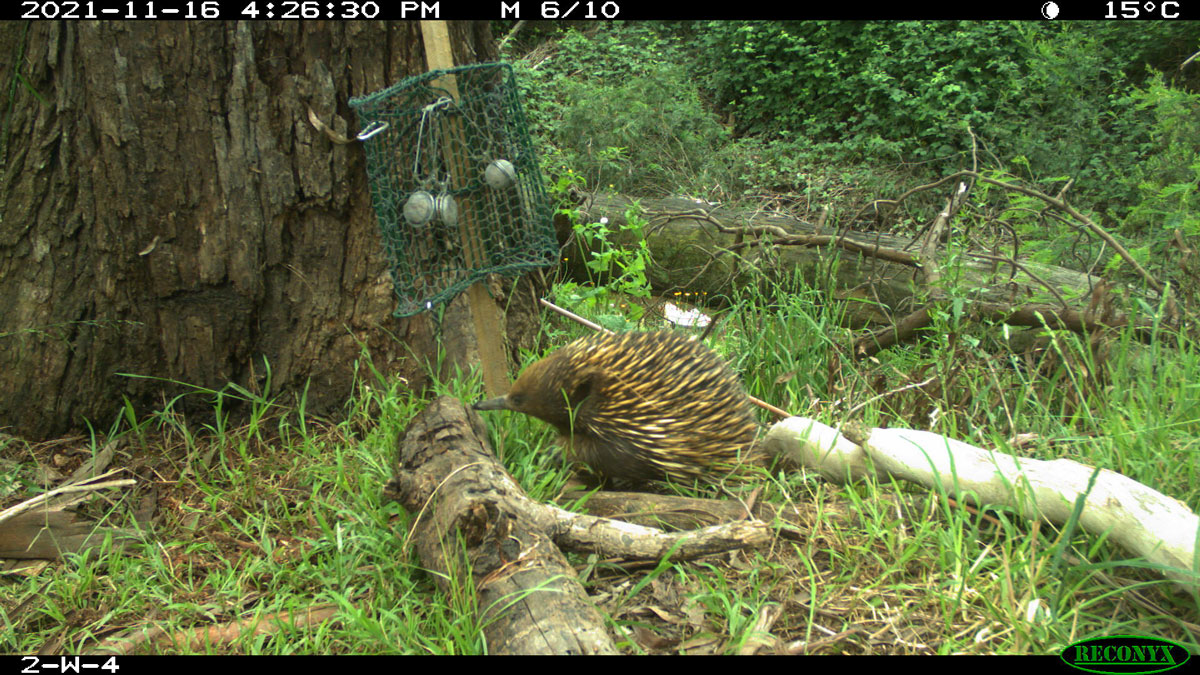 A screenshot of an echidna at the forest floor