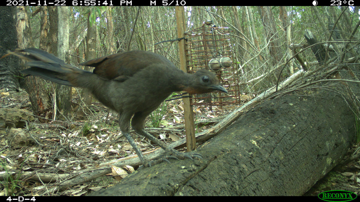 A superb lyrebird stands on a log