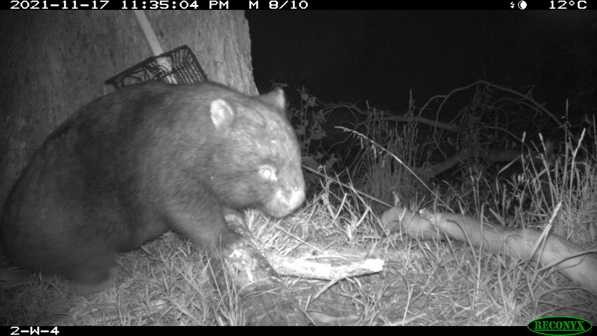 Black and white image of a wombat at night