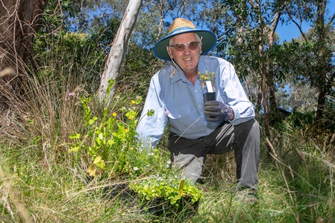 A man is kneeling on a leafy area holding a native seedling