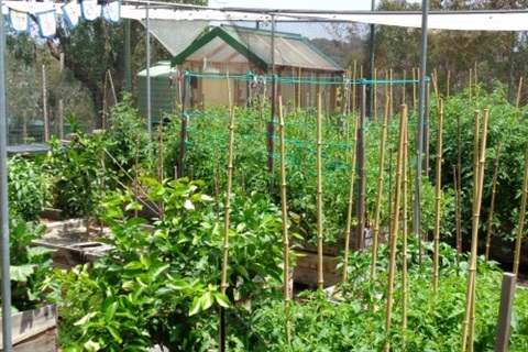 This is an image of a community garden