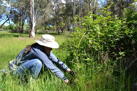 Woman crouching to cut back blackberry bush in grassy paddock