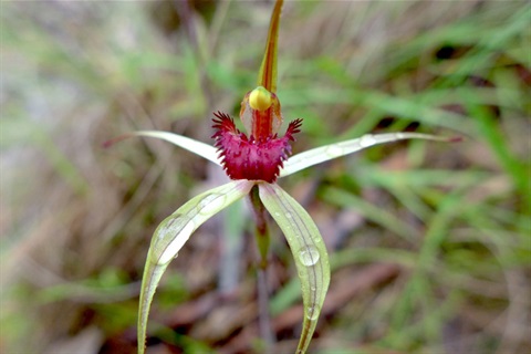 Photo of a rosella spider orchid