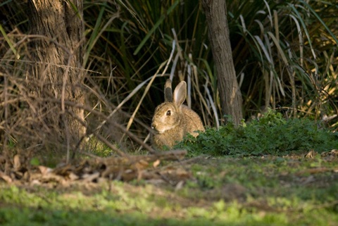 This is a photo of a rabbit 