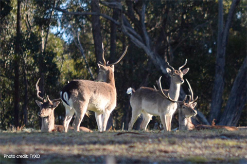 Photo of four deer standing in a field with trees behind them