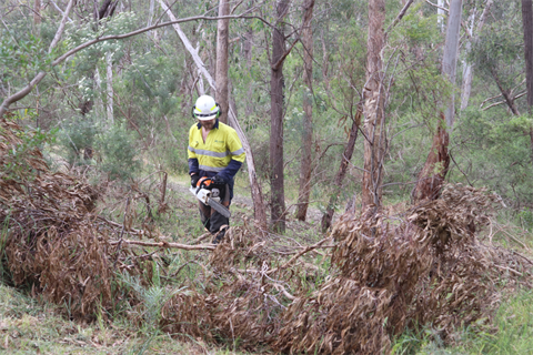 Photo of a man in high-vis clothing, holding a chainsaw, cutting a branch