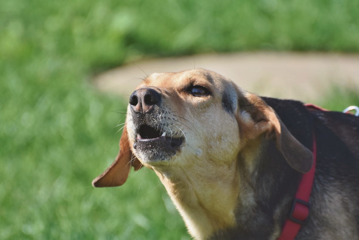 What to do if neighbours best sale dog barking