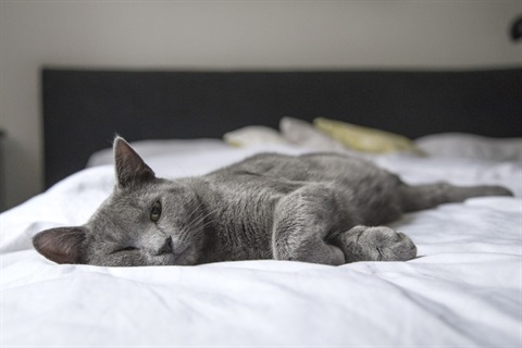 Photo of a grey cat lying on a bed