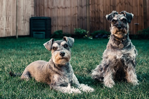 Photo of two dogs sitting on some grass