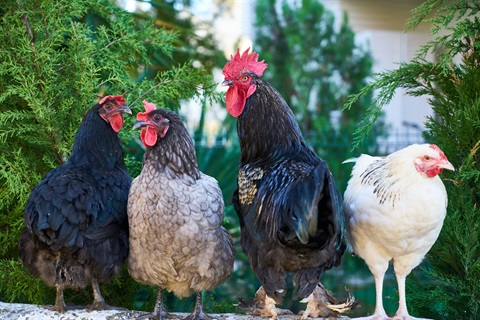 Photo of four chickens