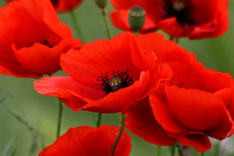 ANZAC poppies iStock-476026926.jpg