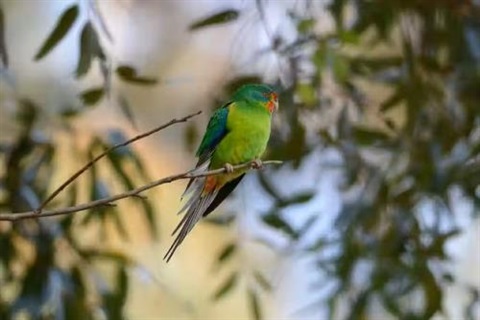 Birdwalk Hurstbridge image.jpg