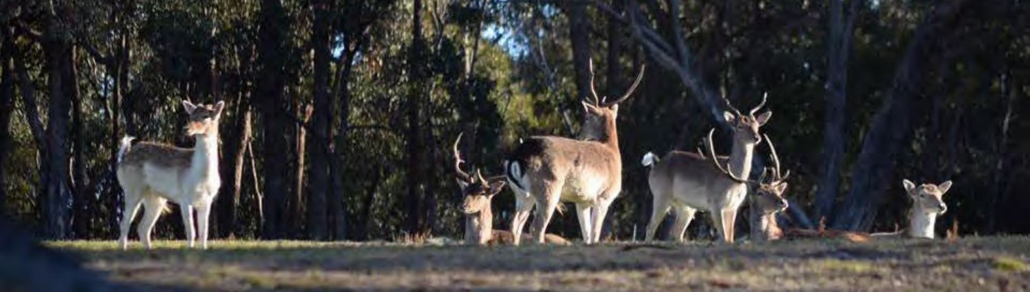 Photo of a group of deer standing in an open grassed area