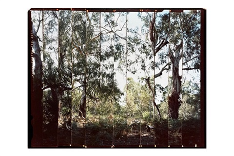 A landscape photo of trees and shrubs that has been sliced 13 times vertically and placed together