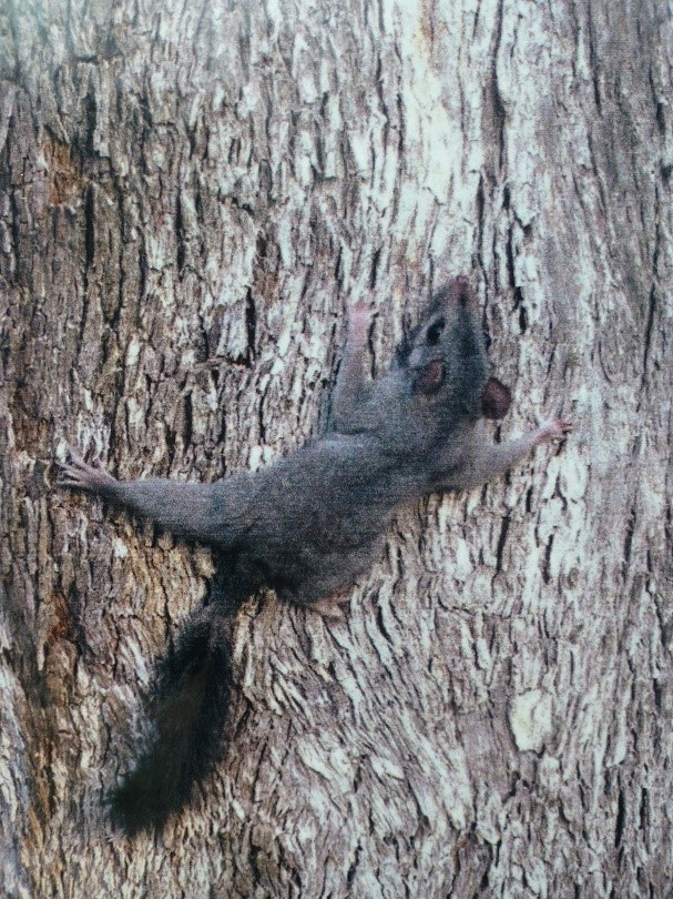 Brush-tailed Phascogale.jpg